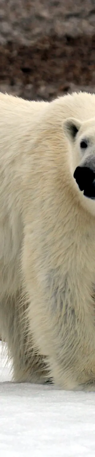 Die arktische Tierwelt